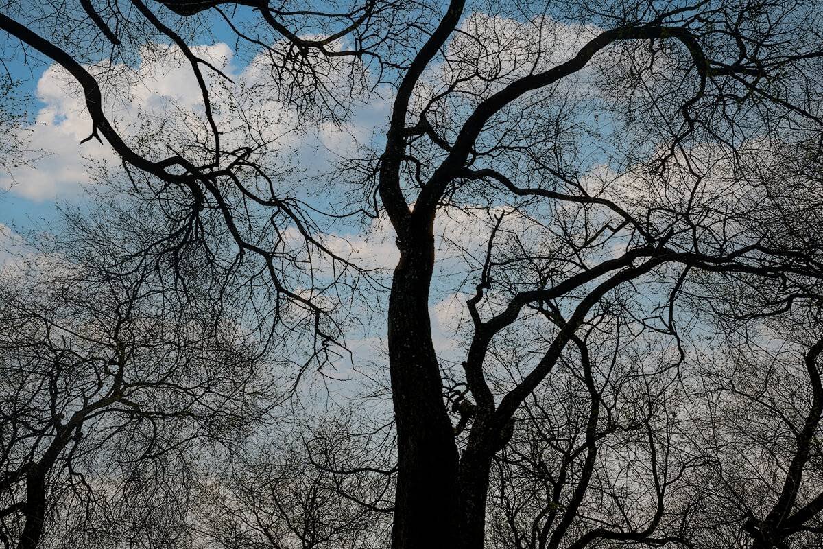 Silhouette of a tree, Coimbatore, India