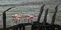 Sewri Flmingoes