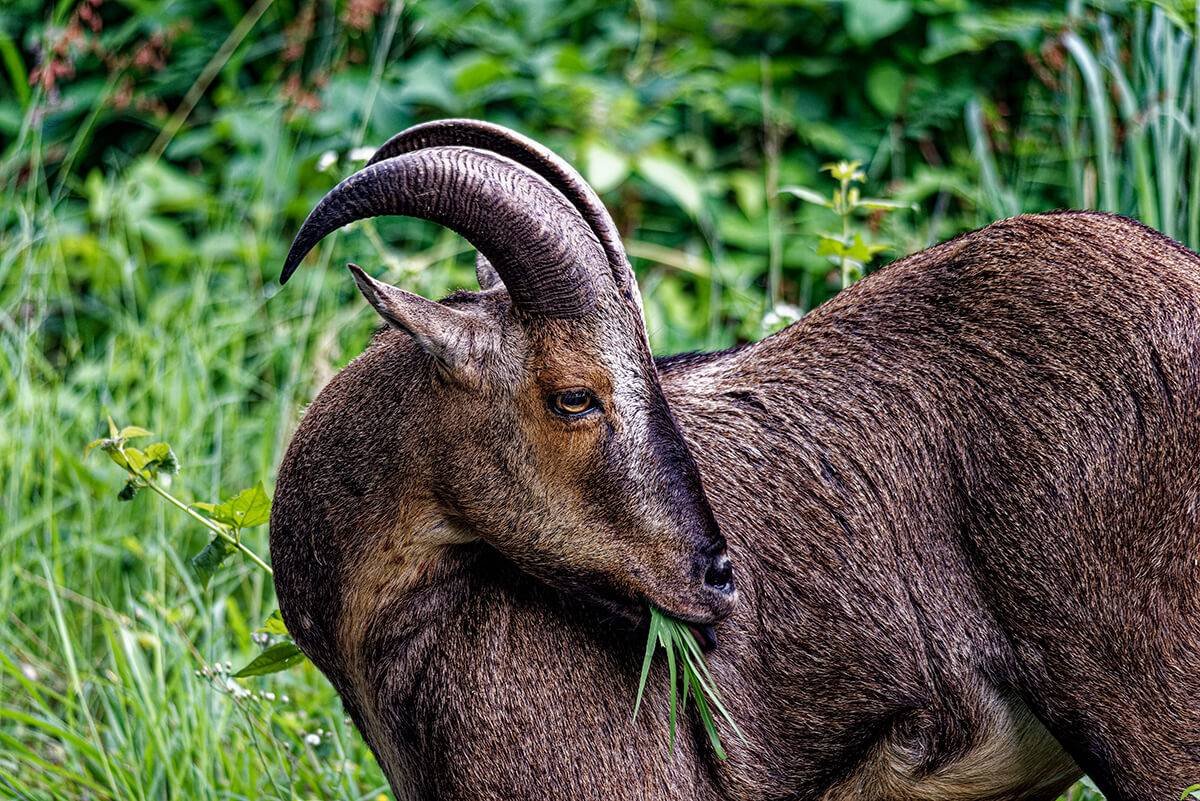 Nilgiri Tahr, Pollachi, India